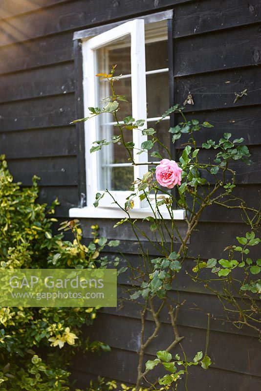 Flowering Pink Rose by window - Thundridge Hill House Garden, Hertfordshire, UK