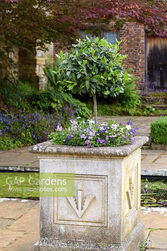 Paved Garden with stone planter and lollipop Laurus nobilis - Laurel tree