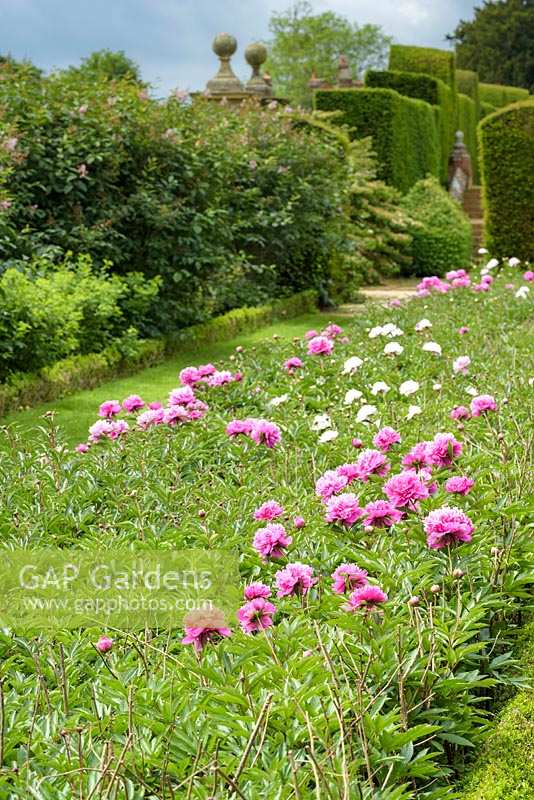 Peony Border with 'Monsieur Jules Elie' and 'Lady Alexandra Duff'