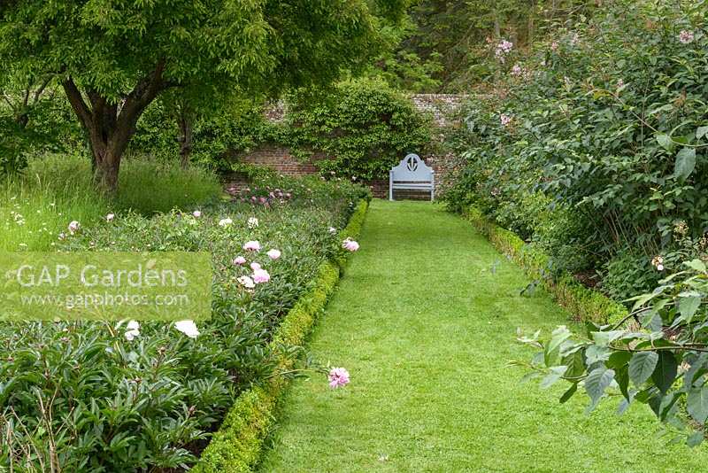 Peony Border with mature tree and path towards blue bench