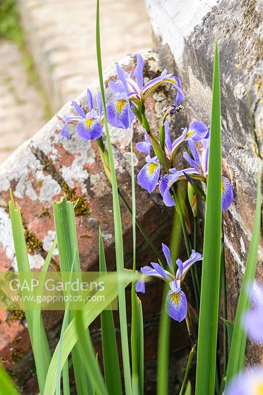 Blue Iris sibiricus
