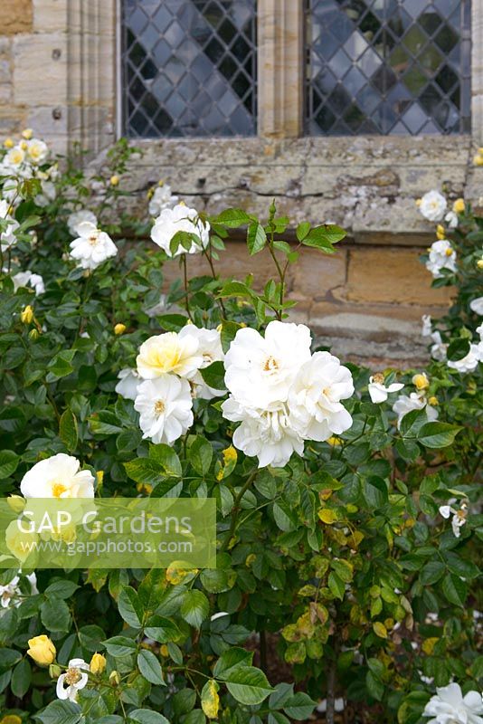 Rose border with Rosa 'Tall Story'