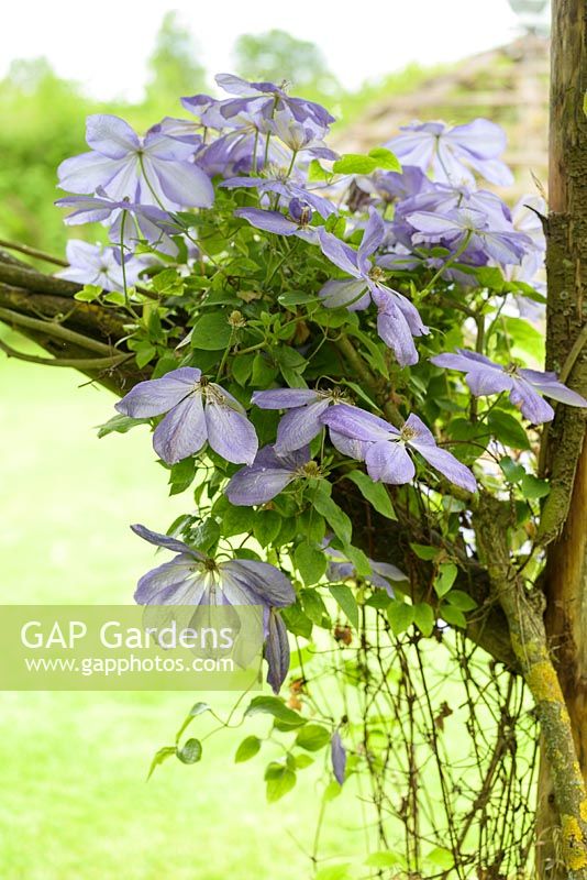 Clematis climbing up wooden post. 