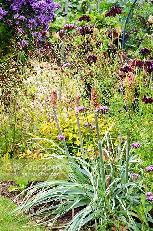 Border with Kniphofia caulescens, Verbena bonariensis AGM, Scabious 'Ace of Spades' and Aster 'Prairie Purple'
