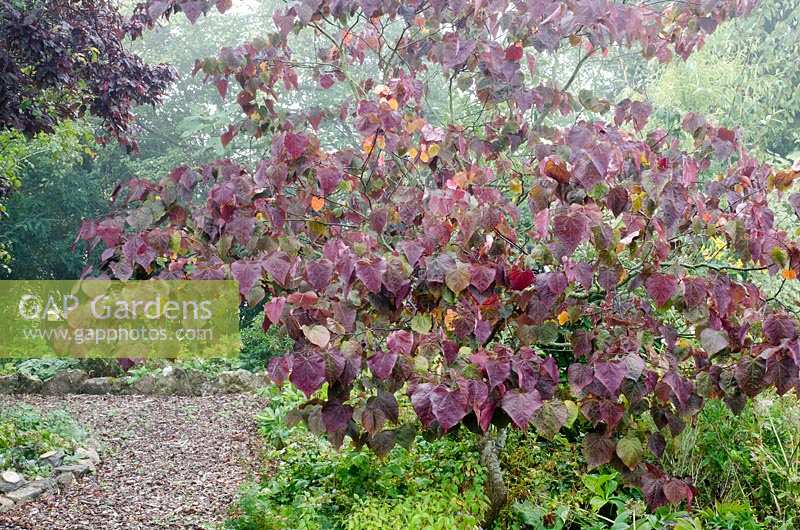 Cercis canadensis 'Forest Pansy' AGM