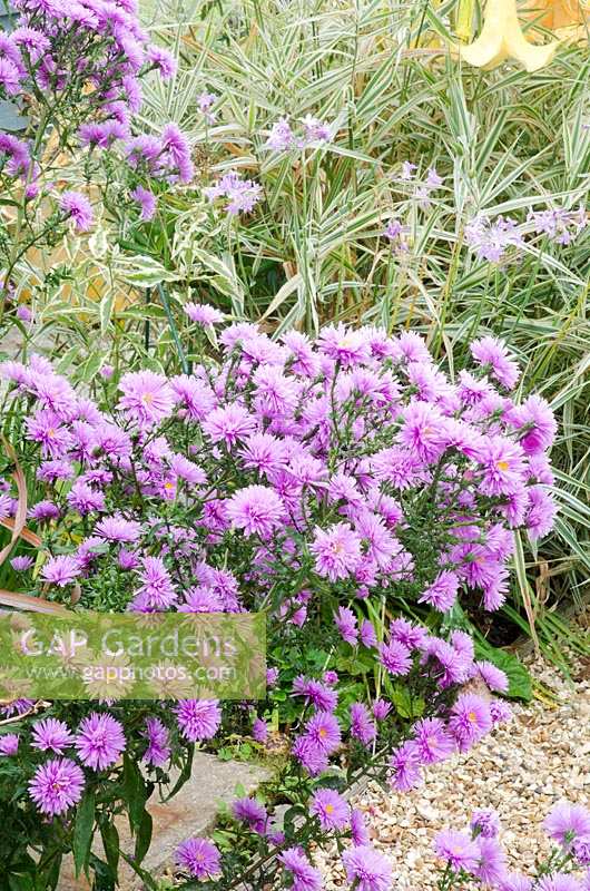 HPS Conservation plant Aster novi-belgii 'Farncombe Lilac' with Phalaris arundinacea 'Feesey'