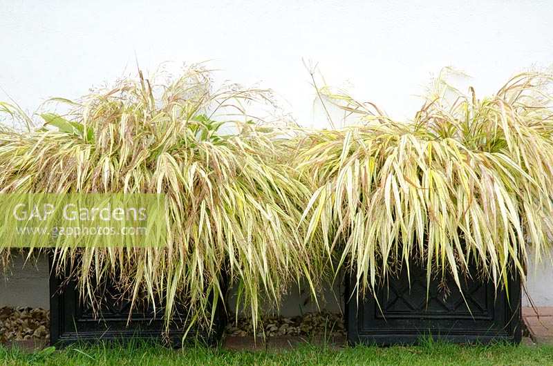 Hakonechloa macra 'Alboaurea' - Golden Japanese Forest Grass in matching containers. 