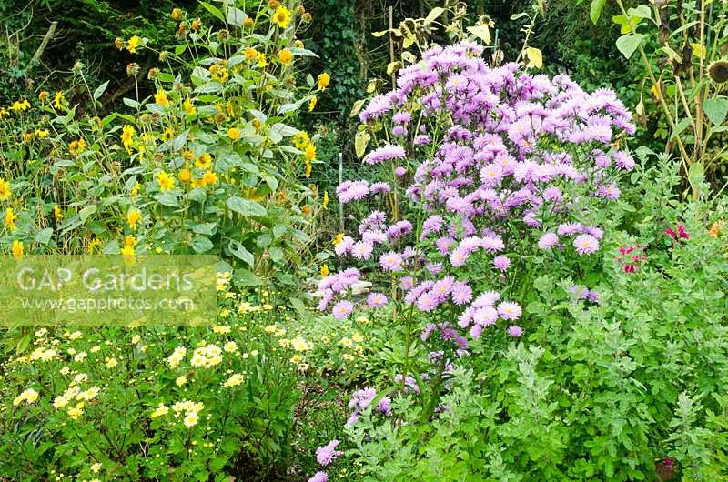Hardy Plant Society Conservation Scheme Plants - Aster novi-belgii 'Farncombe Lilac' and a Helianthus x multiflorus, the true identity of which is unknown