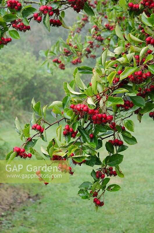 Red berries of Crataegus crus-galli