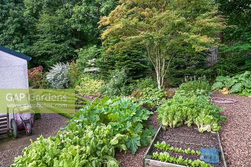 Kitchen Garden raised bed with salad leaf crops and Acer micranthum