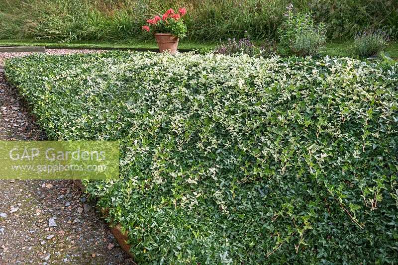Hedera helix var. minima mixed with Vinca minor argenteovariegata as groundcover for triangular sloping bed