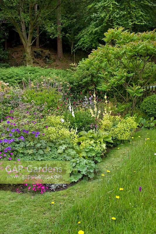 Cottage garden with Geraniums, Dianthus, Hosta, Digitalis, Dunoon, Scotland