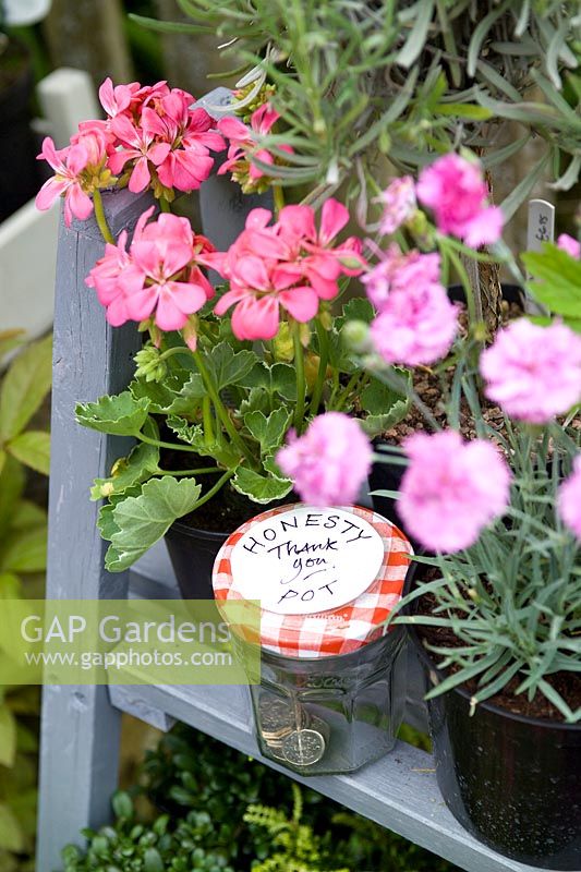 Wooden plant sales stand with pots of home grown Dianthus, Pelargonium and an honesty jar. 
