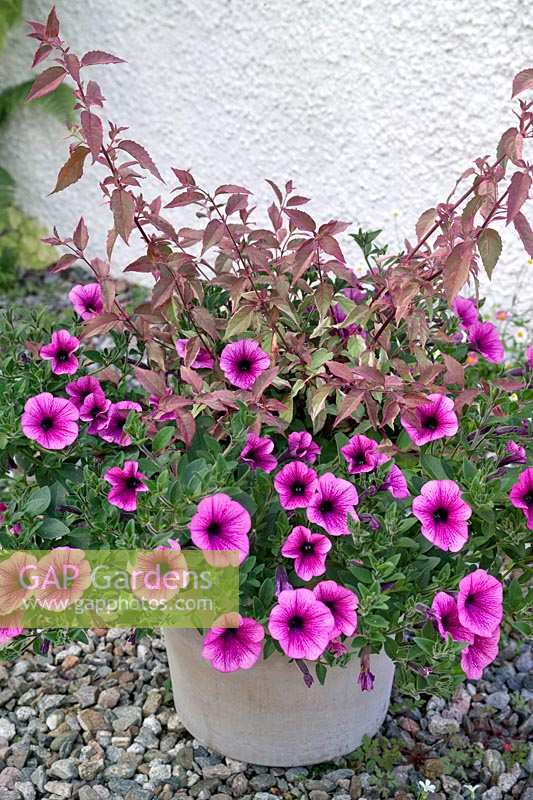 Container planted with annual Petunia 'Pink Vein' and shrub Fuchsia magellanica 'Versicolor' . 