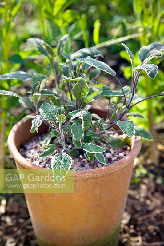 Salvia officinalis 'Tricolor' - Variegated sage - growing in a terracotta pot. 