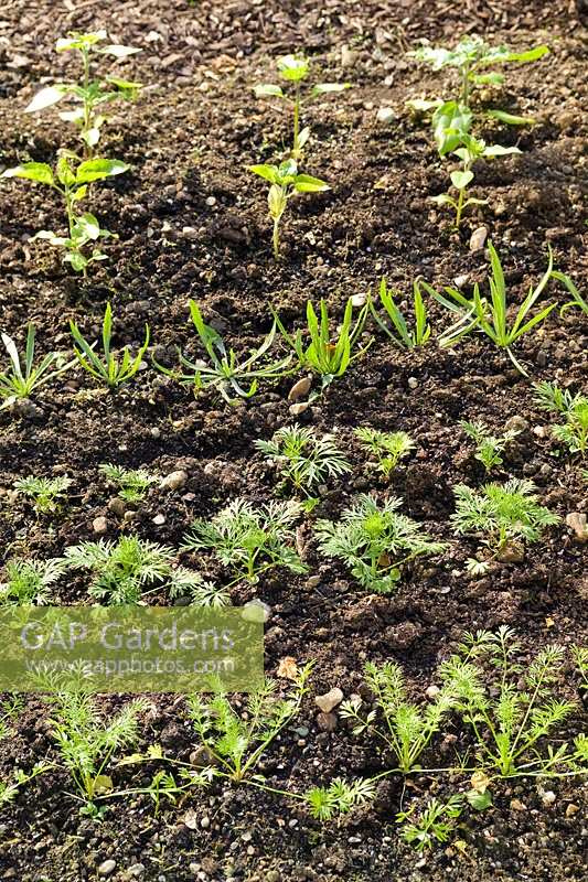 Seedlings in the cutting and vegetable garden.  