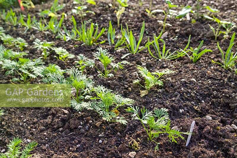Seedlings in the cutting and vegetable garden. 