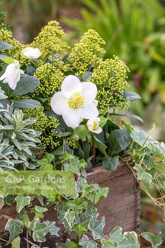 Helleborus niger, Skimmia and Hedera - Ivy - in wooden crate.