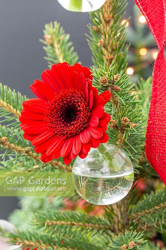 Close up of festive Gerbera decoration in glass vial, hanging on christmas tree. 