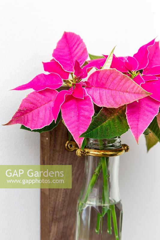 View of finished bottle vase hanging on wall, filled with pink poinsettia.