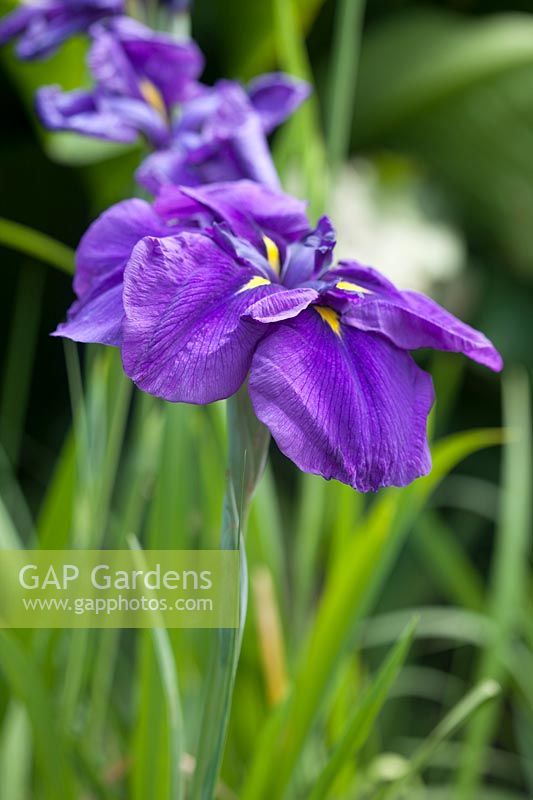 Iris ensata 'Barr Purple East'