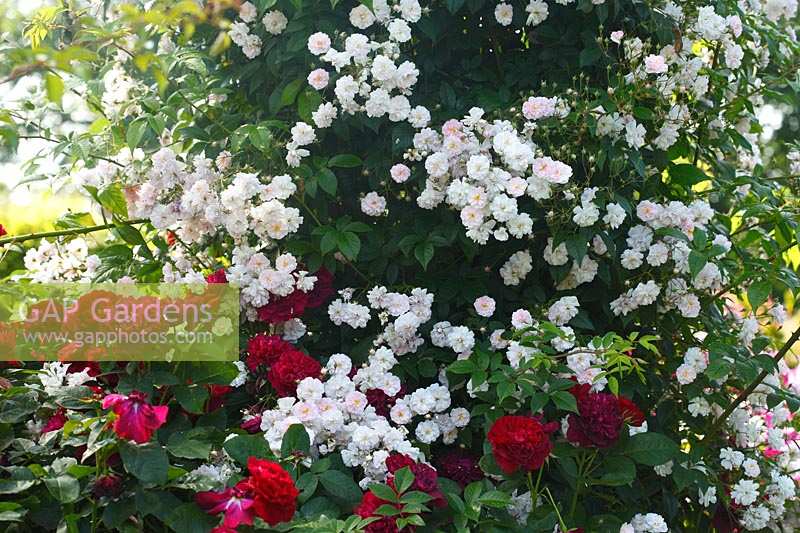 Rosa 'Paul's Himalayan Musk' and Rosa Darcey Bussell 'Ausedecorum'