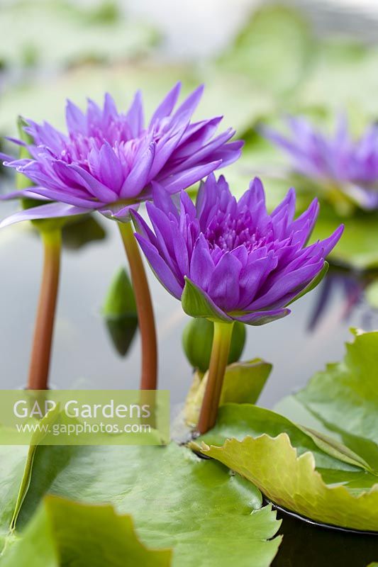 Nymphaea 'King of Siam' - Waterlily 