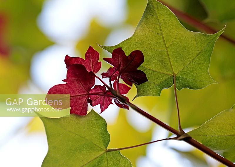 Acer cappadocicum 'Aureum' - Golden Cappadocian Maple
