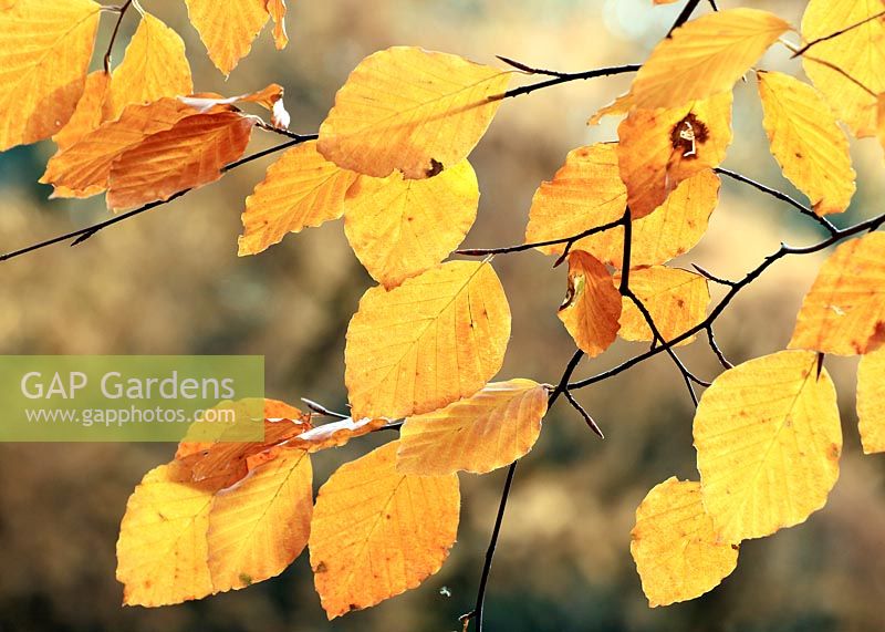 Fagus - Beech tree in beautiful backlit leaves of bronze and gold. 