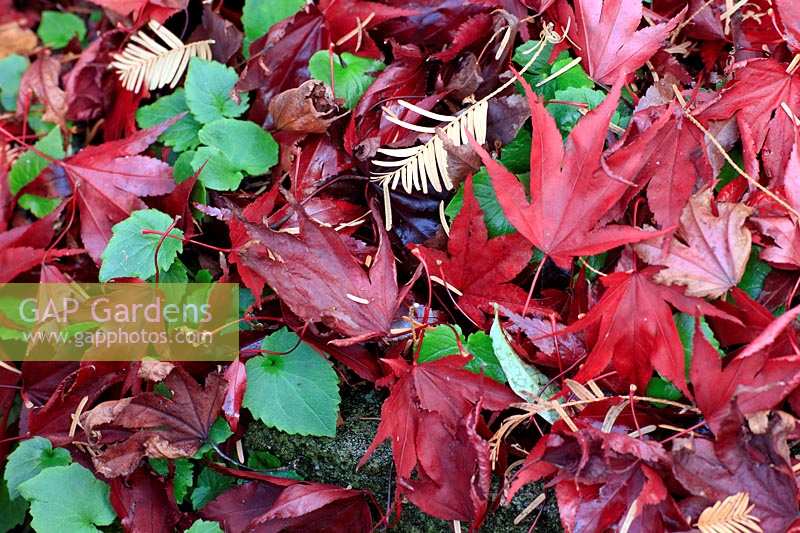 Fallen red Acer leaves intermingled with other leaves on ground. 