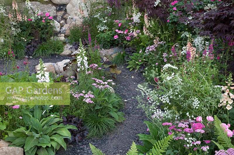 Sidalcea, Godetia, Ammi majus and shrub roses, Oregon Garden, Hampton Court Palace Flower Show 2017
