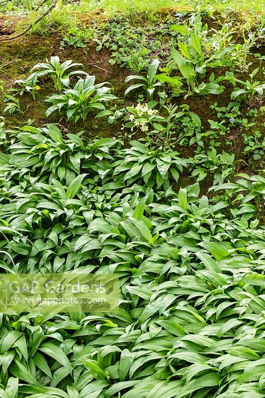 Allium ursinum - Wild Garlic or Ramsons  - in woodland dell. 