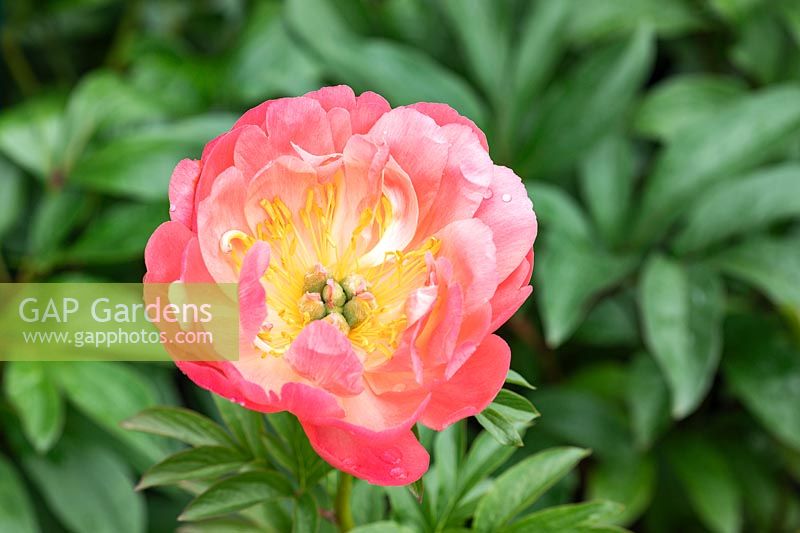 Paeonia 'Coral Sunset' - Peony 'Coral Sunset'