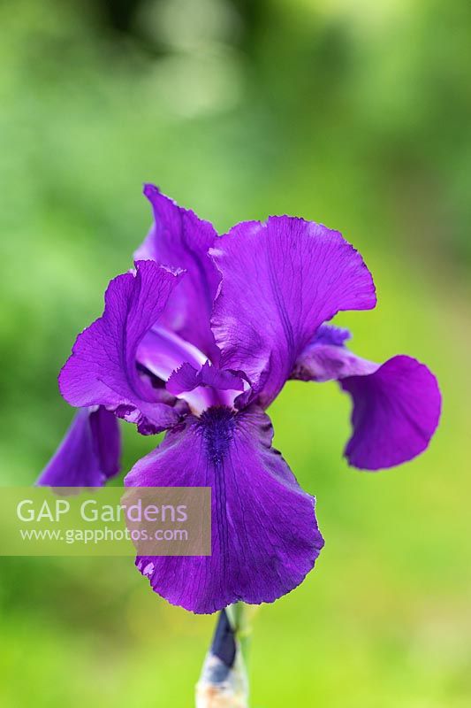 Iris germanica 'Al Segno' - Bearded Iris 'Al Segno'