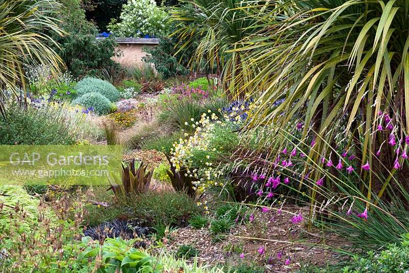 Gravel garden with mixed planting including Dierama, Eucomis 'Sparkling Burgundy' and Cordyline