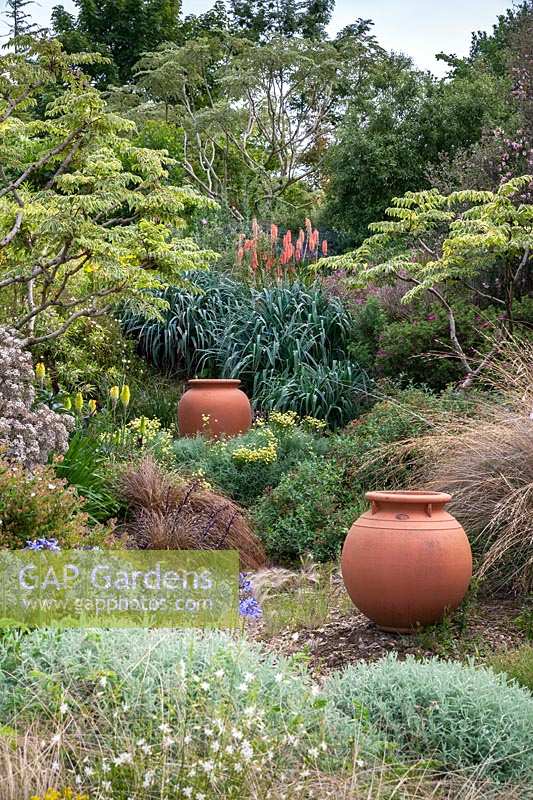 Mixed bed with variegated Aralia, Kniphofia caulescens 'John May' and Santolina with empty terracotta pots
