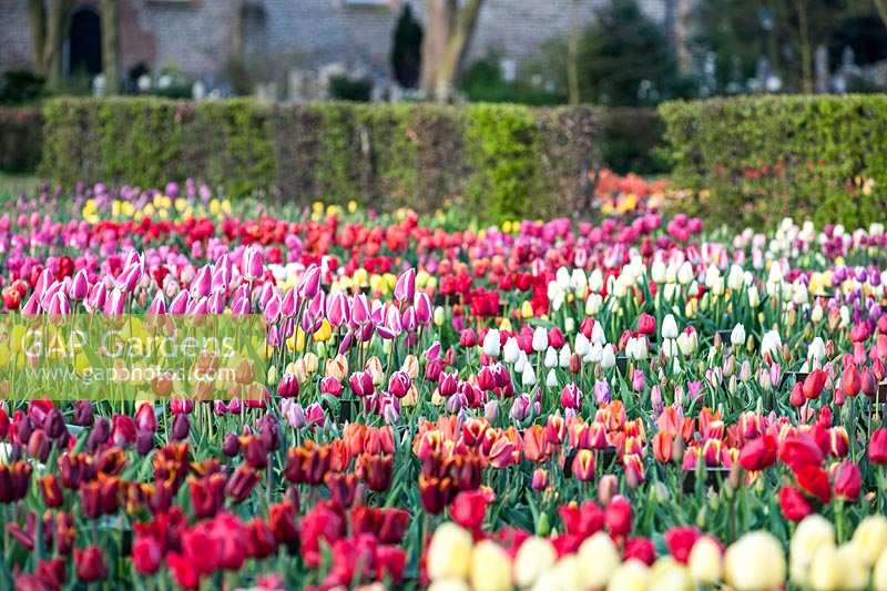 Beds of Tulipa - tulips