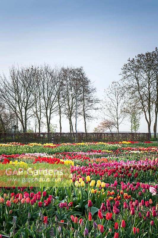 Extensive beds of Tulipa - tulips - with view of trees beyond