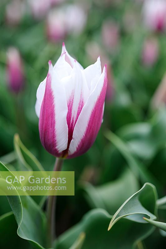 Tulipa 'Lac van Rijn' - Single Early tulip