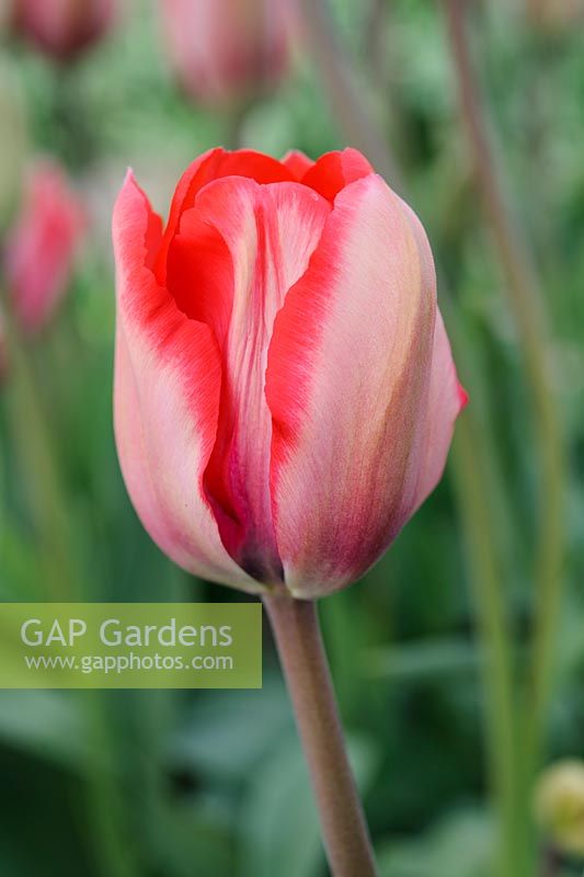 Tulipa 'Advance' - Single Late tulip