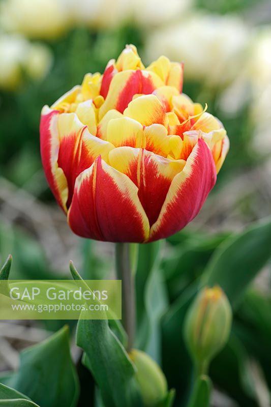 Tulipa 'Tournesol Red and Yellow' - Double Early Tulip