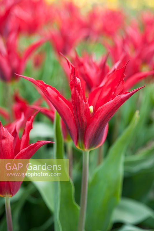 Tulipa 'Tres Chic Red' - Lily-flowered tulip