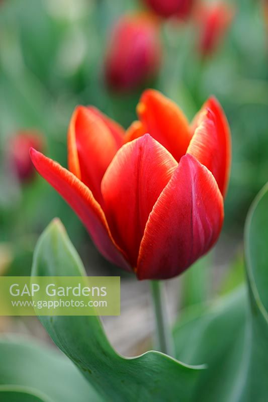 Tulipa 'Cardinals Hat' - Single Early tulip