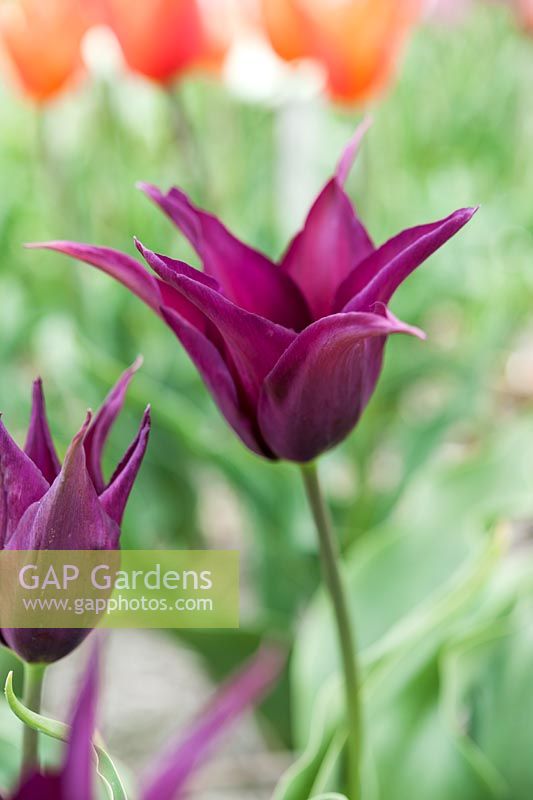Tulipa 'Burgundy' - Lily-flowered tulip