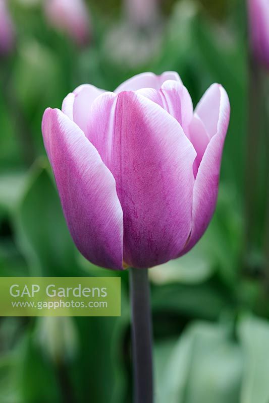 Tulipa 'Pandion' - Darwin Hybrid tulip