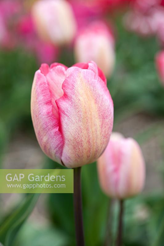 Tulipa 'Ganders Rhapsody' - Darwin Hybrid tulip