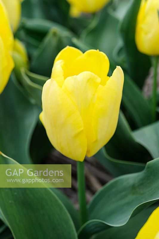 Tulipa Saint Pancras - Triumph tulip
