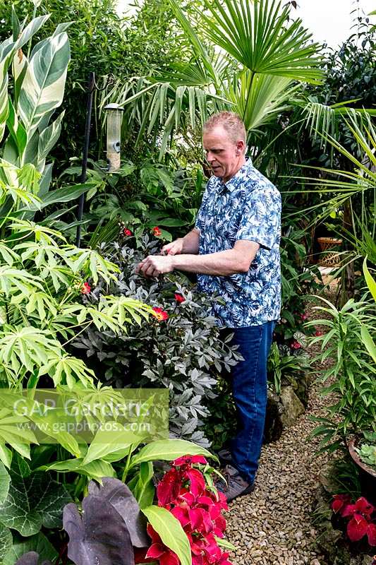 Steve Moodey in his exotic garden, Abingdon, Oxfordshire, UK. 