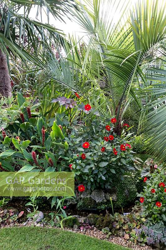 Butia Eriospatha, Dahlia 'Topmix Red' and Cautleya Spicata 'Bleddyn's Beacon' in exotic garden border. 