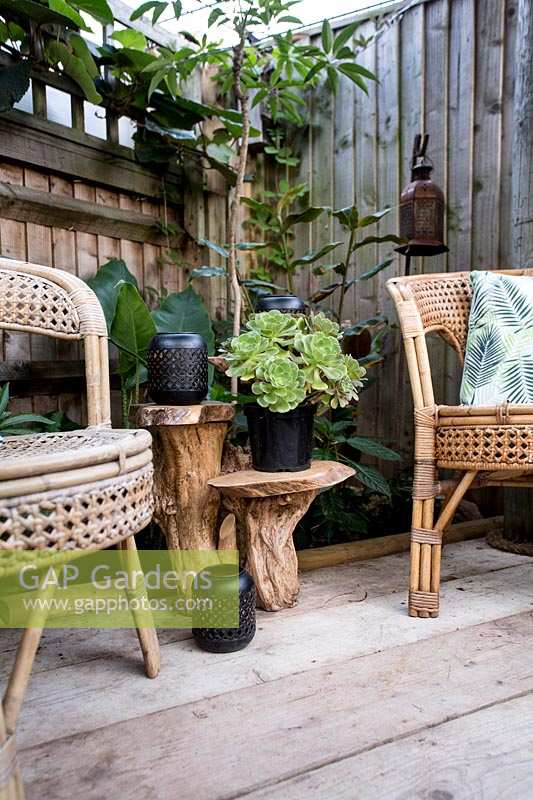 Bamboo furniture on terrace with plant display with pot of Aeonium 'Blushing Beauty' 